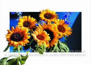 p 52 sonnenblumen