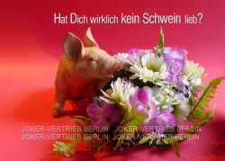 r71 schwein lieb